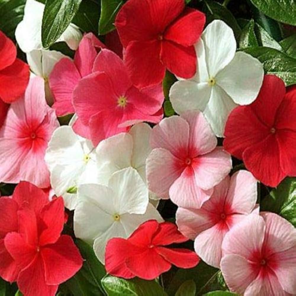 Gemischt Rosa Malve Mischung Samen zur Aussaat Hausgarten Blume Beet