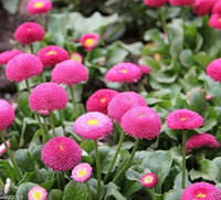 Rose Daisy Bellis perennis Samen zur Aussaat Blume Beet Hausgarten