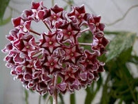 Rot hoya ball blume samen for anpflanzung - long bloom season, heirloom & gmo free samen for home garten
 
 sale for anpflanzung in home garten.