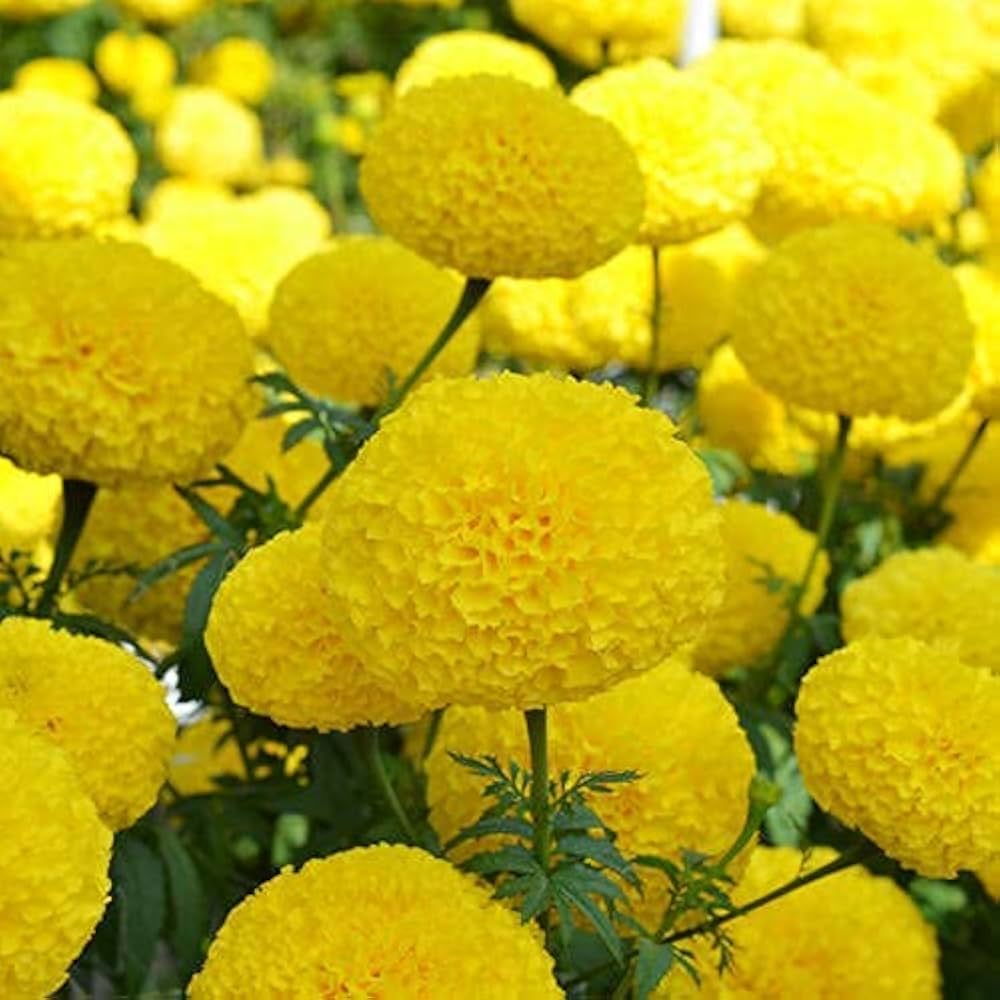 Helenium hoopesi golden for anpflanzung in blume bed