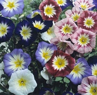 Mixed convolvulus blume samen for anpflanzung - colorful display, heirloom & gmo free samen for home garten
 
 sale for anpflanzung in home garten