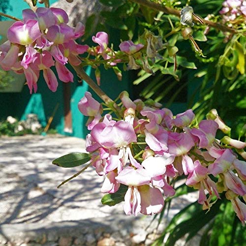 zart Rosa Gliricidia Sepium Blumensamen zur Aussaat – leuchtend Blüten – Traditionssorte & ohne Gentechnik Samen Hausgarten