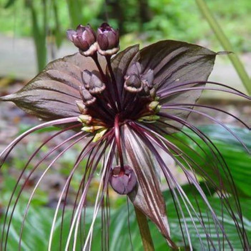Tiger Orchidee Blumensamen zur Aussaat – saisonal Dauerblüher – Traditionssorte & ohne Gentechnik Samen Hausgarten