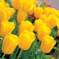 Tulip blume samen anpflanzung deep gelb