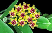 Gelb Carnosa Blumensamen zur Aussaat sonnenliebend Traditionssorte & ohne Gentechnik Samen Hausgarten