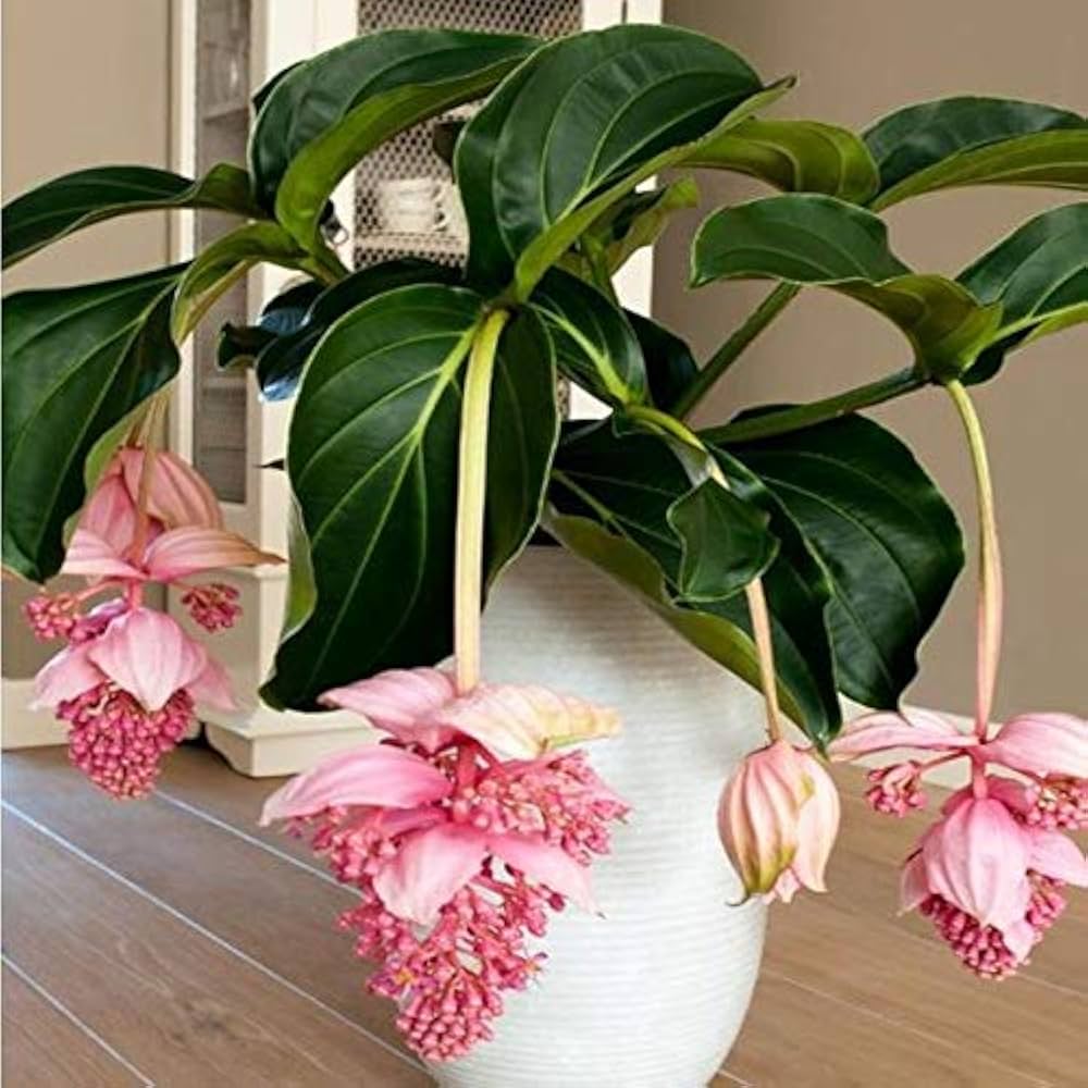 Medinilla Magnifica Bonsai Blume Pflanzensamen