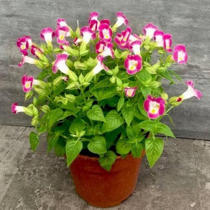 Torenia fournieri for anpflanzung in shade garten