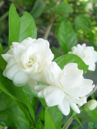 Mogra (mogra blume) samen for anpflanzung in home garten