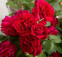 9 Chinese Rose Rosa chinensis Samen zur Aussaat Blume Beet und Garten