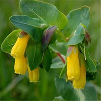 Gelb cerinthe blume samen for anpflanzung - perfect for borders, heirloom & gmo free samen for home garten
 
 sale for anpflanzung in home garten.