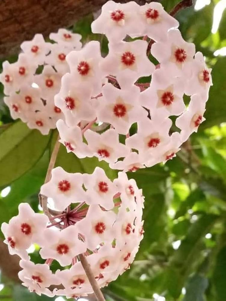 Soft Rosa Hoya Blumensamen zur Aussaat farbenfroh Schau Traditionssorte & ohne Gentechnik Samen Hausgarten