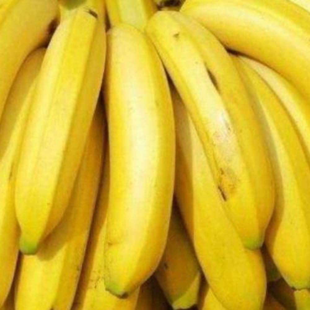 Bananensamen für einfaches Anpflanzen