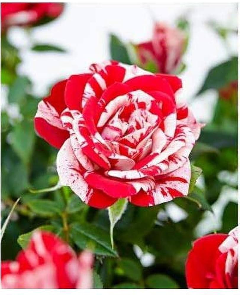 Dragon Rose mehrfarbig Blumensamen zur Aussaat lang Blüte Saison Traditionssorte & ohne Gentechnik Samen Hausgarten