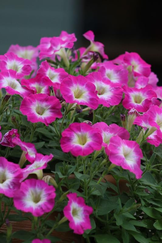 Salmon Petunie Dreams Samen zur Aussaat Patio Planters Blume Pots