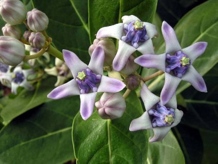 Calotropis Blumensamen zur Aussaat – Drought verträglich – Traditionssorte & ohne Gentechnik Samen Hausgarten