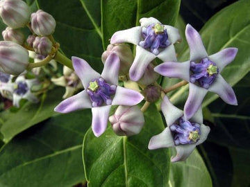 Calotropis Blumensamen zur Aussaat – Drought verträglich – Traditionssorte & ohne Gentechnik Samen Hausgarten