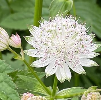 Masterwort blume samen for anpflanzung - low maintenance, heirloom & gmo free samen for home garten
 
 sale for anpflanzung in home garten