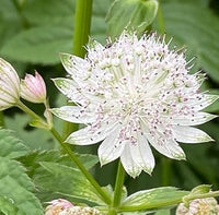Masterwort blume samen for anpflanzung - low maintenance, heirloom & gmo free samen for home garten
 
 sale for anpflanzung in home garten