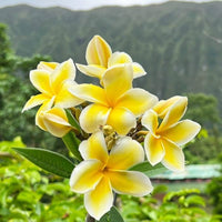 Gelb Frangipani Blumensamen zur Aussaat – saisonal Dauerblüher – Traditionssorte & ohne Gentechnik Samen Hausgarten