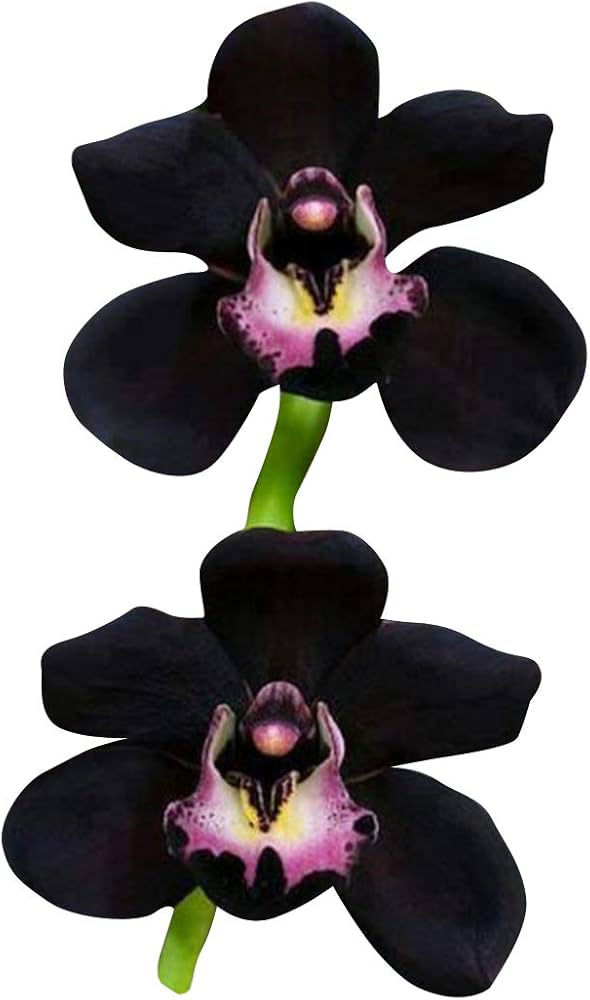 Schwarz Duck Orchidee Samen DIY Native Schwarz Coral Pea Samen