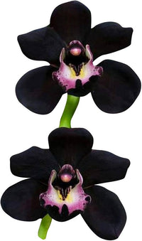 Schwarz Duck Orchidee Samen DIY Native Schwarz Coral Pea Samen