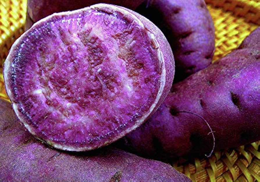 Molokai Lila Süßkartoffel Gemüse Samen zum Pflanzen