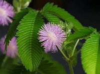 Rosa mimosa pudica blume samen for anpflanzung - bright blooms, heirloom & gmo free samen for home garten
 
 sale for anpflanzung in home garten