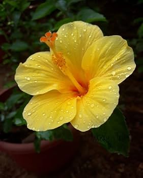 Gelb Hibiskus Blumensamen zur Aussaat pflegeleicht Traditionssorte & ohne Gentechnik Samen Hausgarten
