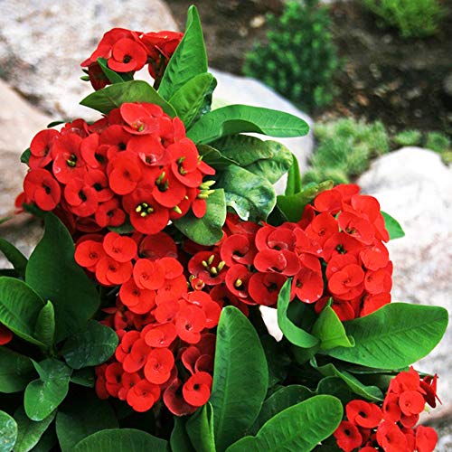 Rot Succulent Blumensamen zur Aussaat – Anzucht Traditionssorte & ohne Gentechnik Samen Hausgarten