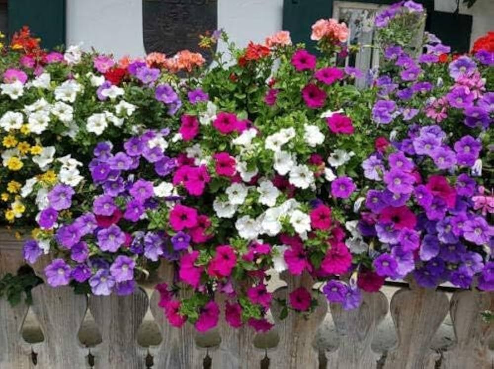 zwergwüchsig Petunie Mischung Blumensamen – Schmetterling & Bee freundlich einjährig