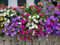 zwergwüchsig Petunie Mischung Blumensamen – Schmetterling & Bee freundlich einjährig