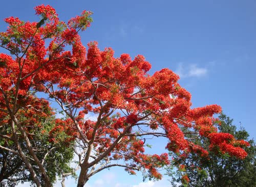 Rot Jacaranda Blumensamen zur Aussaat Wildblume Mischung Traditionssorte & ohne Gentechnik Samen Hausgarten