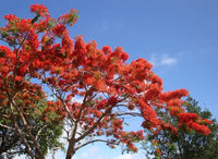 Rot Jacaranda Blumensamen zur Aussaat Wildblume Mischung Traditionssorte & ohne Gentechnik Samen Hausgarten