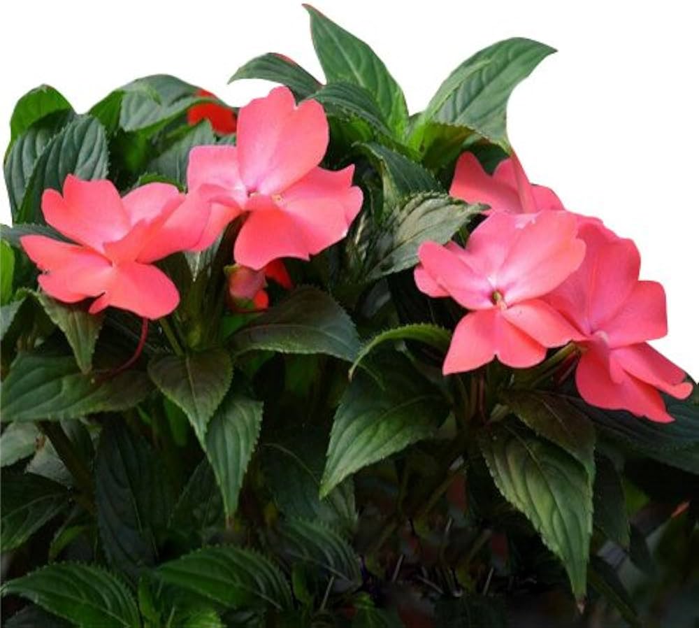 Impatiens Impatiens balsamina Blau Frühling Samen zur Aussaat für Innenräume pots outdoor Halbschatten