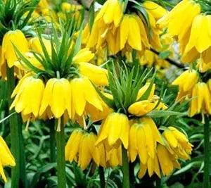 Gelb Imperial Crown Samen Gelb Blumen