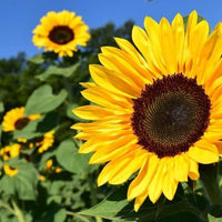 Sonnenblume Series Gelb Samen (100 Pcscm Height) kompakt Sunflowers