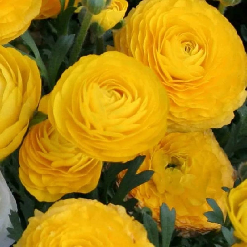 Ranunculus asiaticus blume samen for rich, layered garten blooms