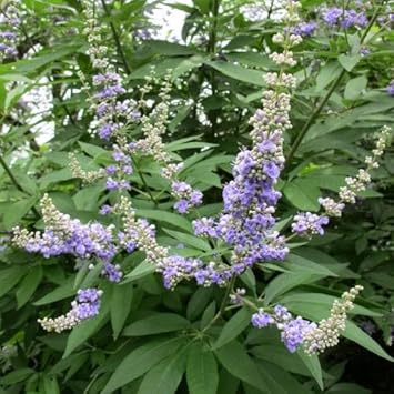Vitex agnus blume samen for anpflanzung - vibrant colors, heirloom & gmo free samen for home garten
 
 sale samen for home garten