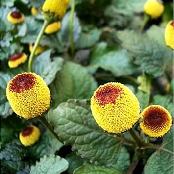 Spilanthes oleracea blume samen for anpflanzung sun loving heirloom & gmo free samen for home garten 
 
 sale for anpflanzung in home garten