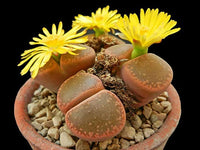 Gelb Rawstone Pflanze für Ihren Garten Samen leuchtend und Cheerful Blüten