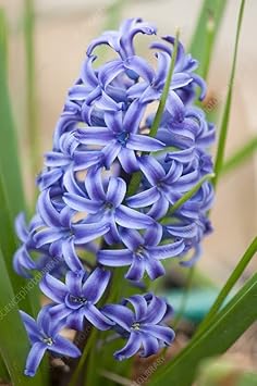 Lila hyacinthus orientalis blume samen for anpflanzung - easy to grow, heirloom & gmo free samen for home garten
 
 sale for anpflanzung in home garten