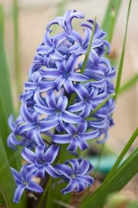 Lila hyacinthus orientalis blume samen for anpflanzung - easy to grow, heirloom & gmo free samen for home garten
 
 sale for anpflanzung in home garten