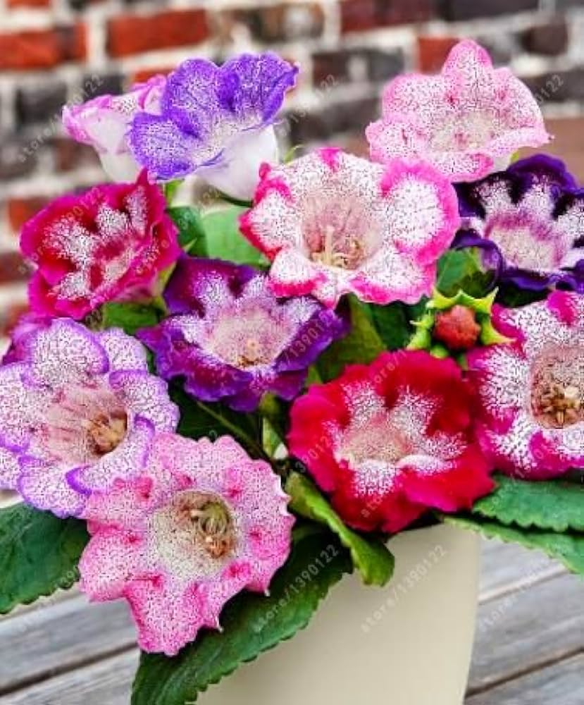 Gloxinie Blumensamen – mehrfarbige – Potted Pflanzen – Bonsai Blumen