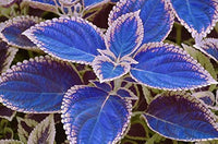kaufen coleus pflanze samen blue für pflanzung Stück, 100 Stück