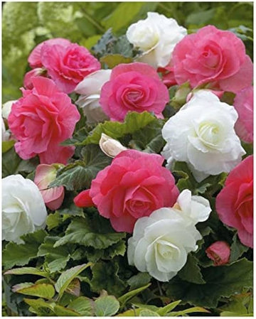 Mixed begonia semperflorens blume samen
