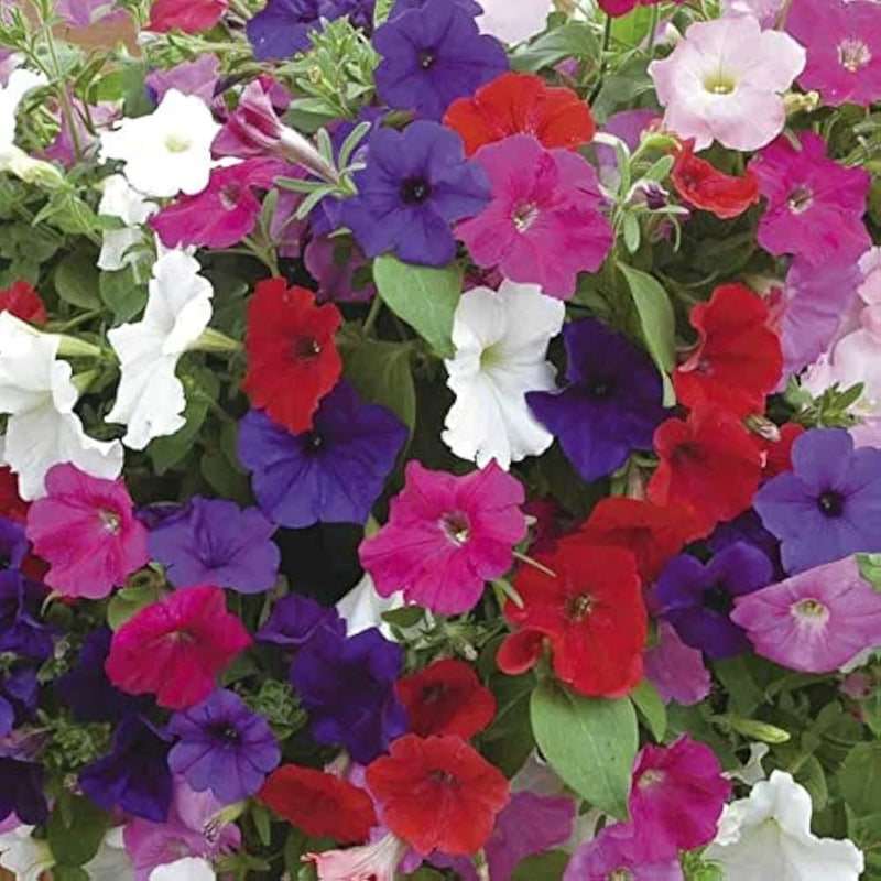 Tritunia pelletta petunia lavender for anpflanzung in blume bed