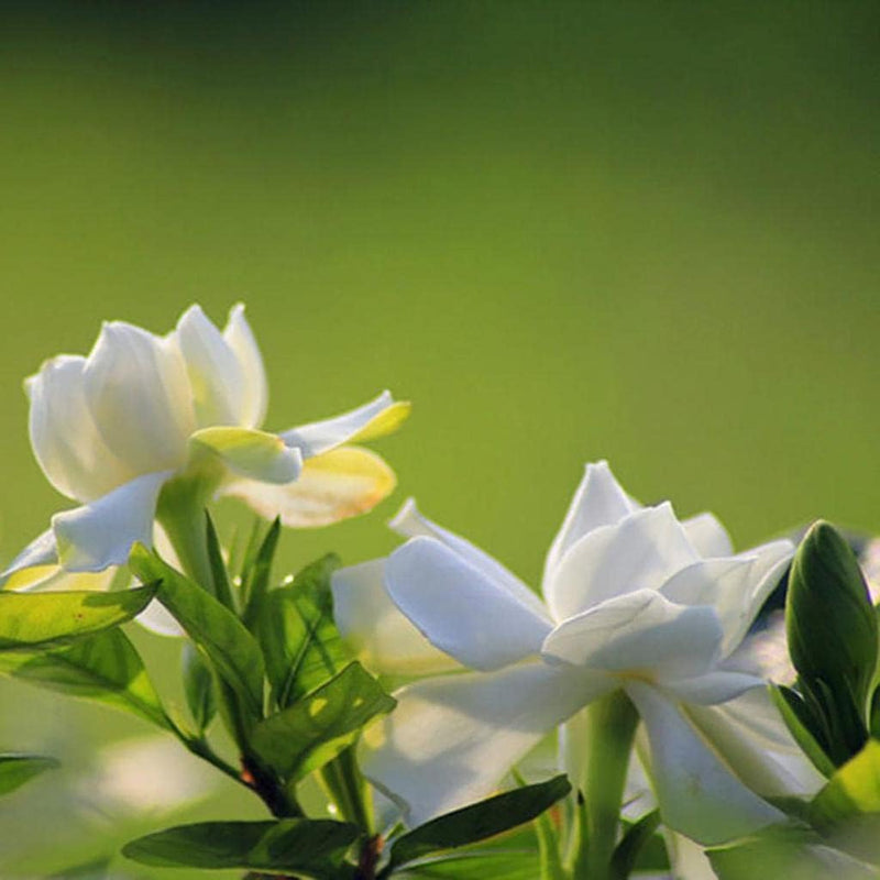 Grün (grün weiß) samen for anpflanzung in home garten