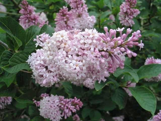 Syringa Villivosa Lilac Syringa spp Blumensamen zur Aussaat Garten