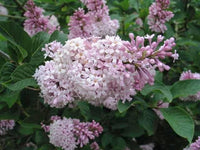 Syringa Villivosa Lilac Syringa spp Blumensamen zur Aussaat Garten