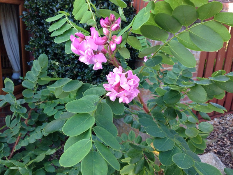 Rosa Locust Baum Samen einfache Aussaat